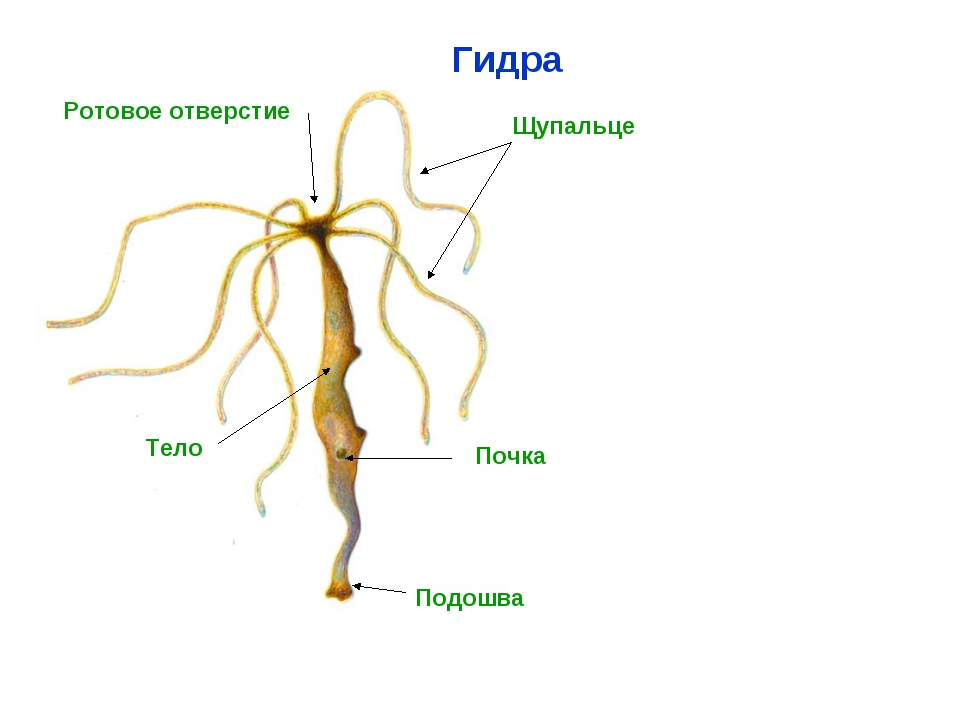 Кракен основная ссылка onion